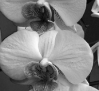 rgn-0008 orchideja (juoda balta)